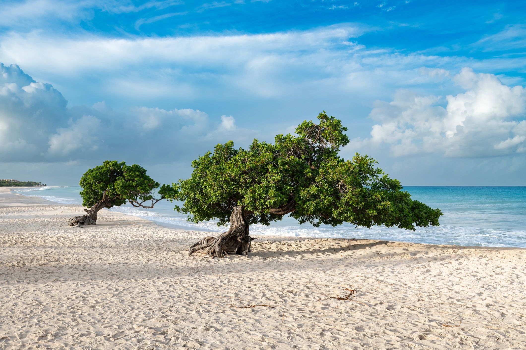 Playa tropical con árboles y arena blanca